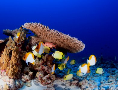 French Frigate Shoals Reefscape photo