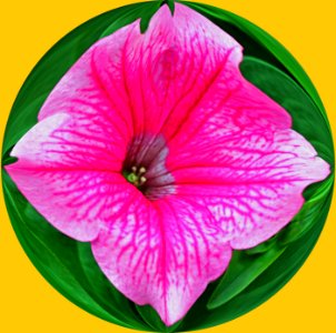 Trailing Petunia Rose Vein,In a Circle