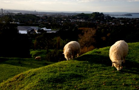 Urban sheep