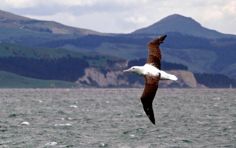 Northern royal albatross,( Diomedea sanfordi,) photo