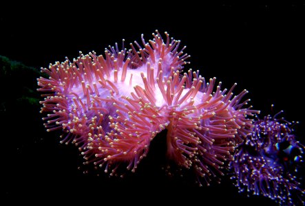 Sea Anemone. photo