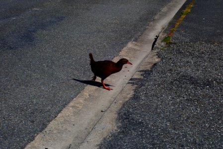 A bird in Punakaiki photo