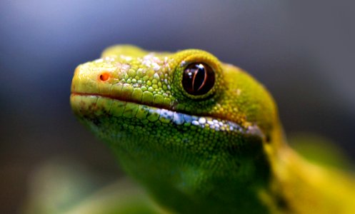 Northland Green Gecko.NZ photo