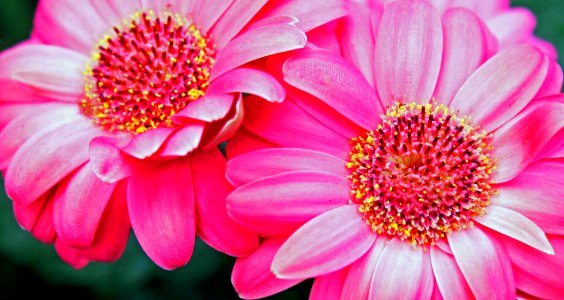 Gerbera Jamesonll,Daisies