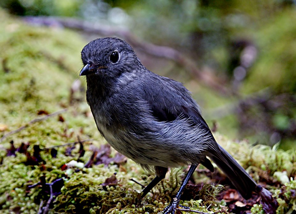 New Zealand Bush Robin