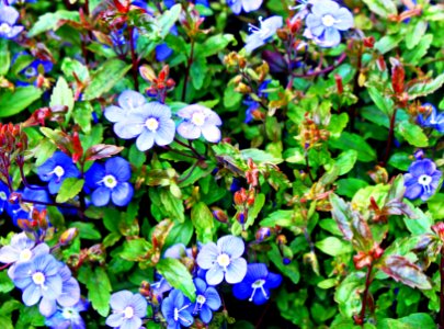 Trailing Down The Rockery Blue Bonnet Flowers
