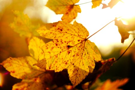 Autumn Walk