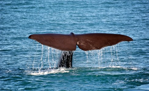 Sperm Whale Fluke. photo