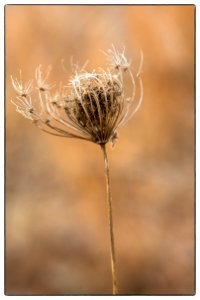 Winter  Detail II