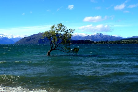 #ThatWanakaTree