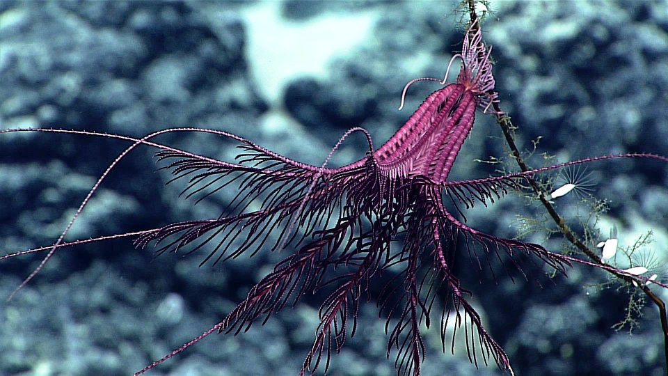 Purple Crinoid photo