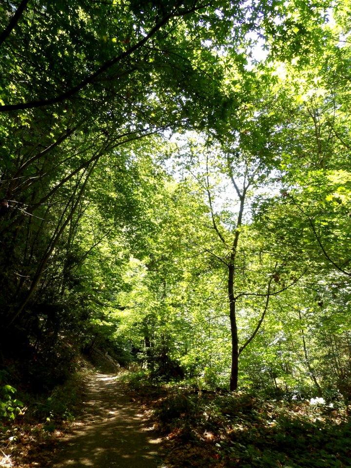 IMGP0242
