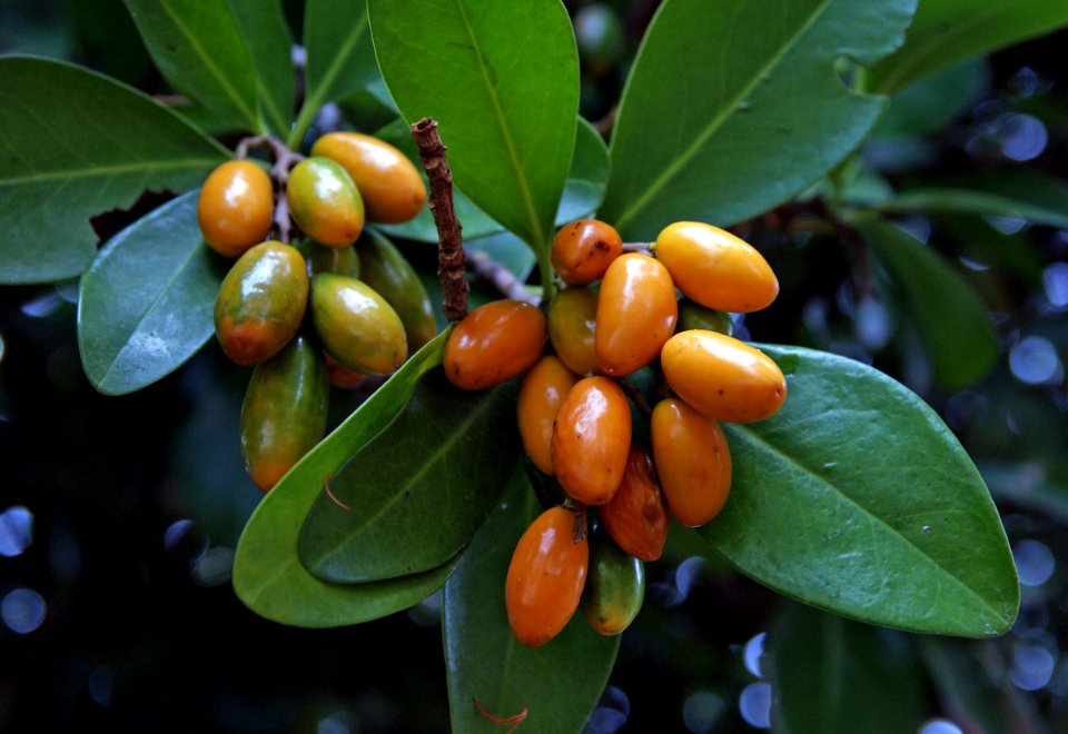 Karaka. Corynocarpaceae