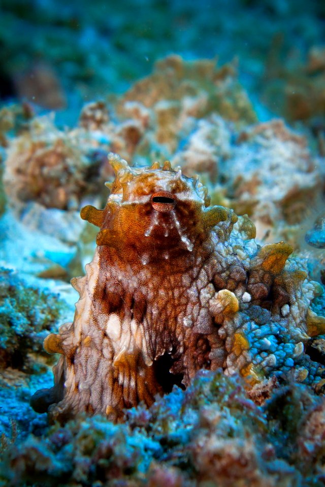 Octopus Camoflauge