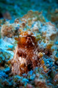 Octopus Camoflauge