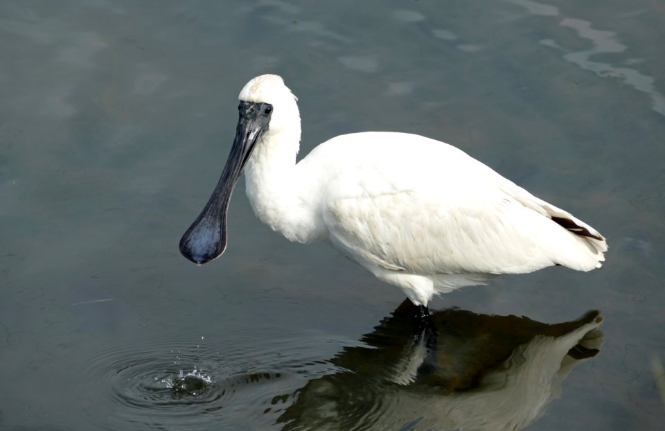 The royal spoonbill (Platalea regia)