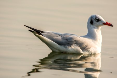 Sea gull in the evening sun photo