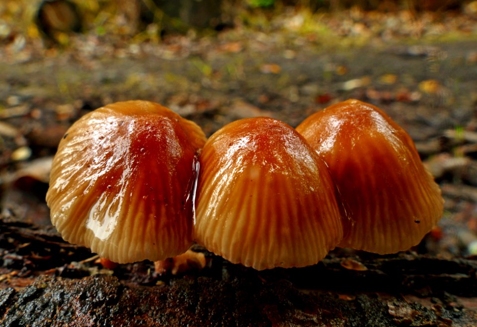 Mycena.