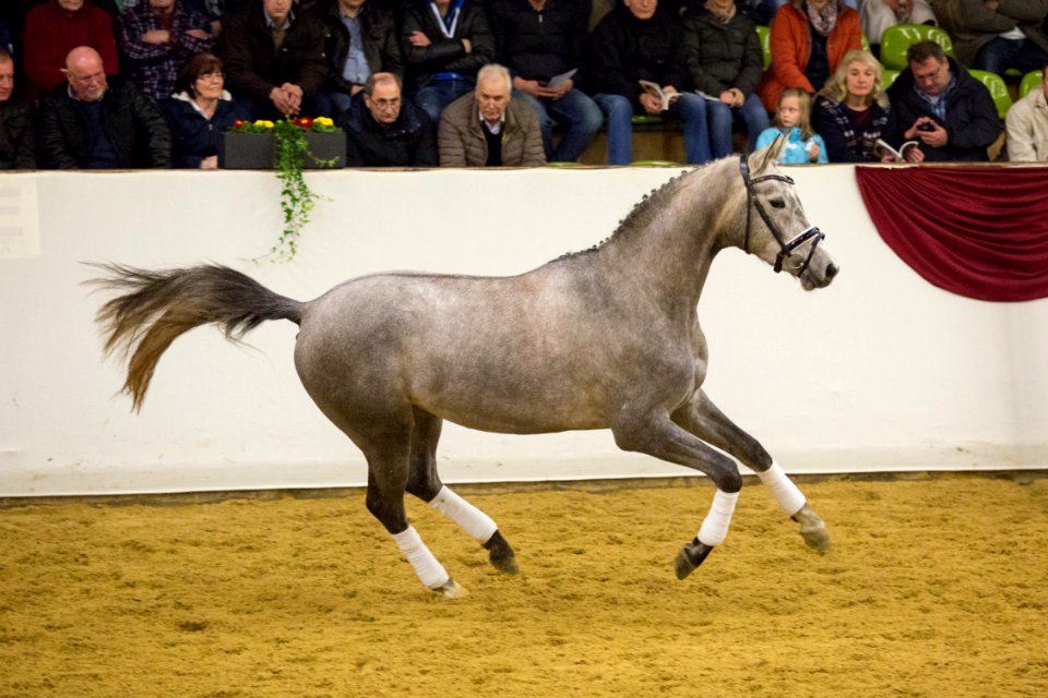 Zauberreigen 20163144