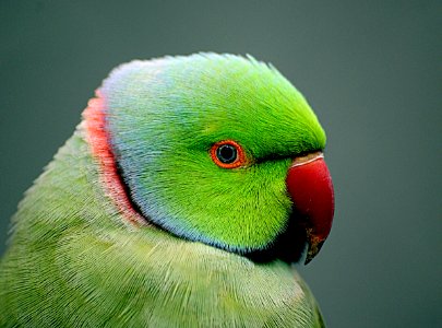 Indian Ringneck parrot. (Psittacula krameri),