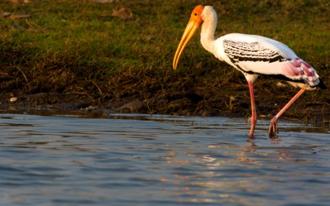 Painted stork on a stroll photo