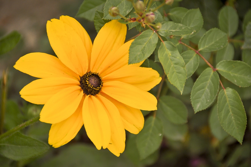 Nature petals color