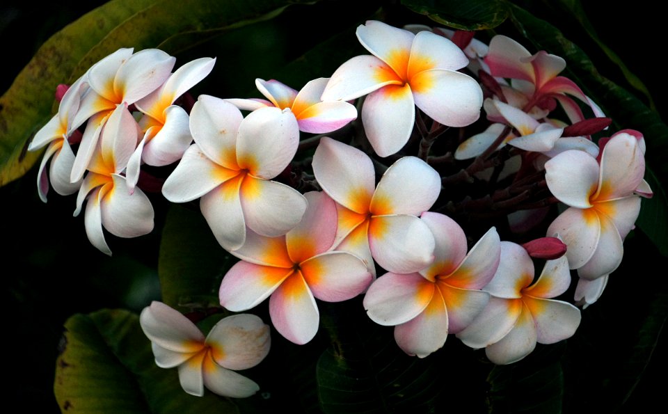 Plumeria (Frangipani)