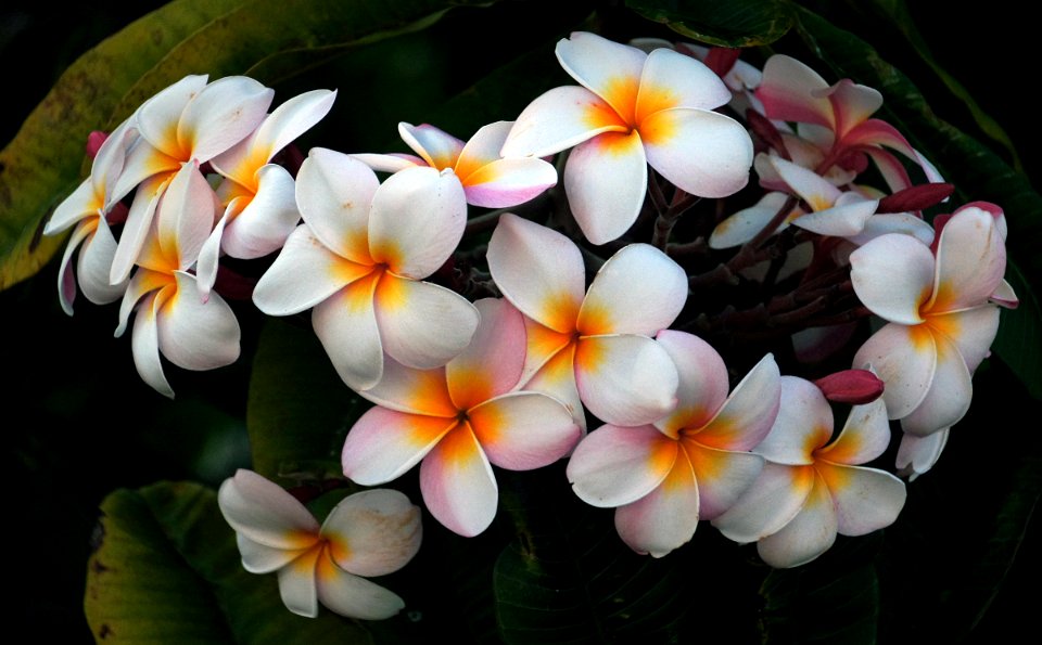 Plumeria (Frangipani) photo