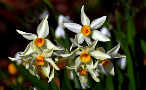 Narcissus poeticus. photo
