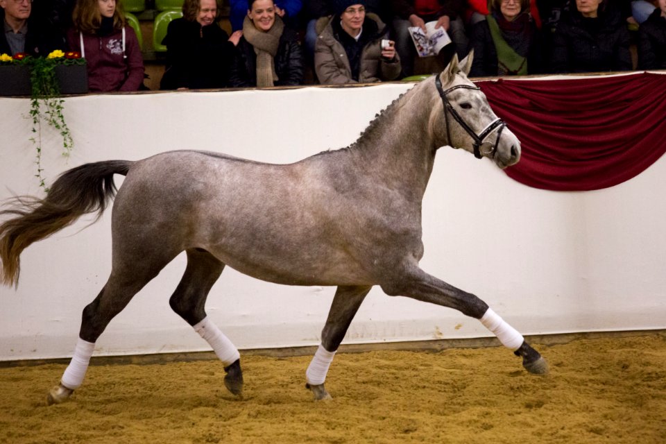 Zauberreigen 20163158