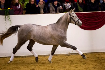 Zauberreigen 20163158