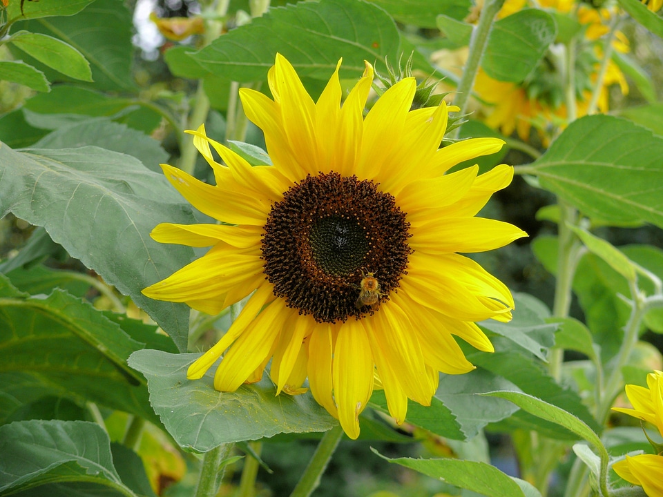 In bloom bee nectar