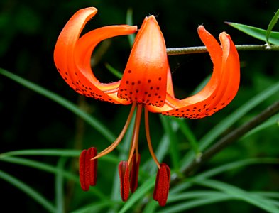 Tiger Lily. photo