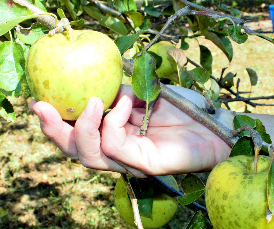 Yellow apple being picked from tree
