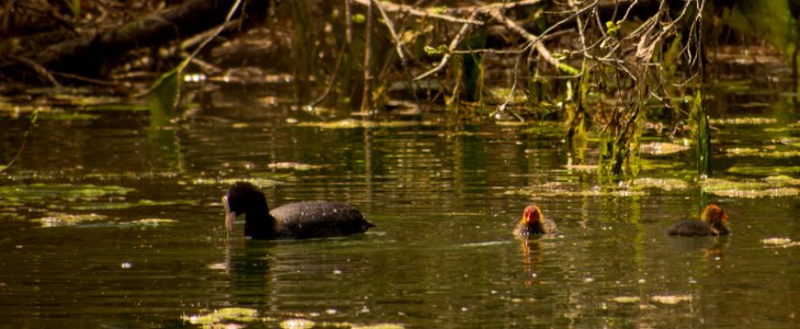 Gallinella d'acqua e pulcini