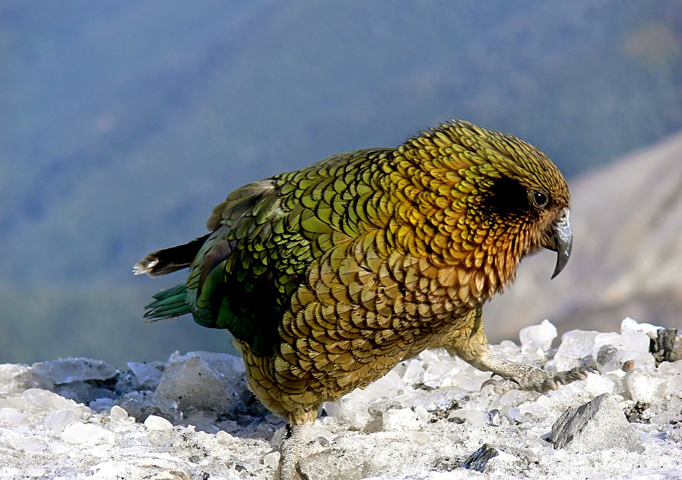 Kea. NZ Alpine parrot.