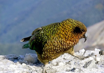 Kea. NZ Alpine parrot. photo
