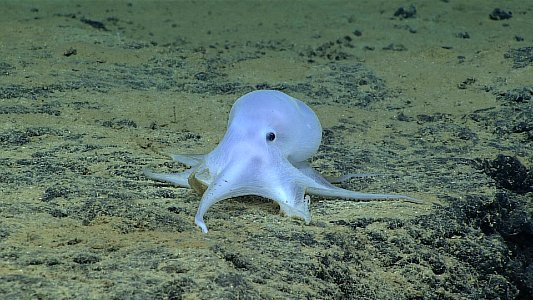 Ghostlike Octopod