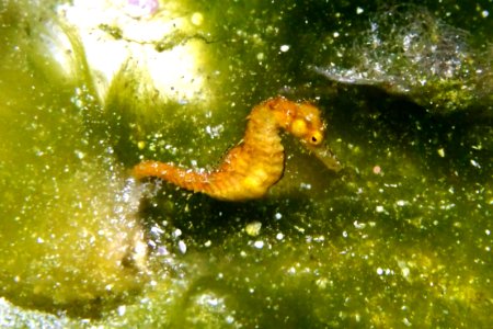 New seahorse species at Pioneer Bank