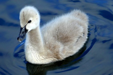 Black swan. Cygnet. (Cygnus atratus) photo