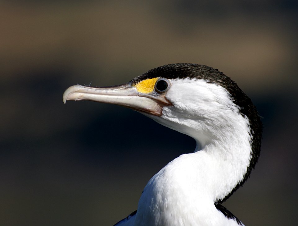 Pied Shag. (Phalacrocorax varius)