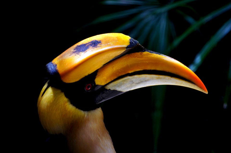 Great Indian Hornbill.