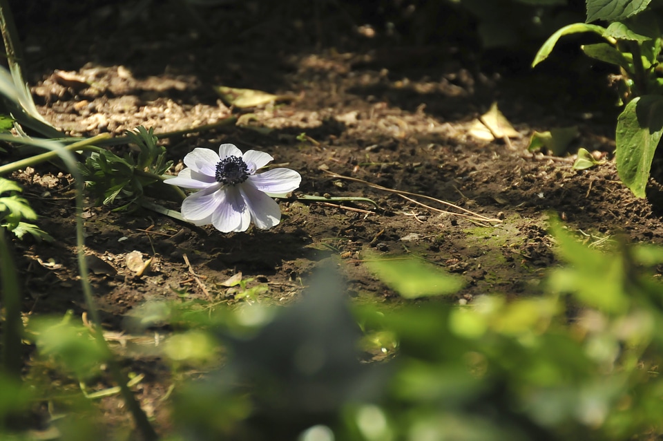 Violet nature alone
