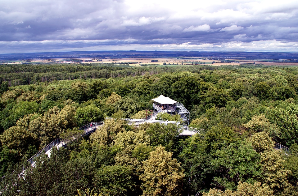 Trees forest observation tower
