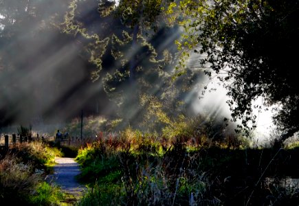 Mist in the trees.