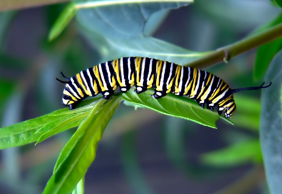 Caterpillar of Monarch Bufferfly.
