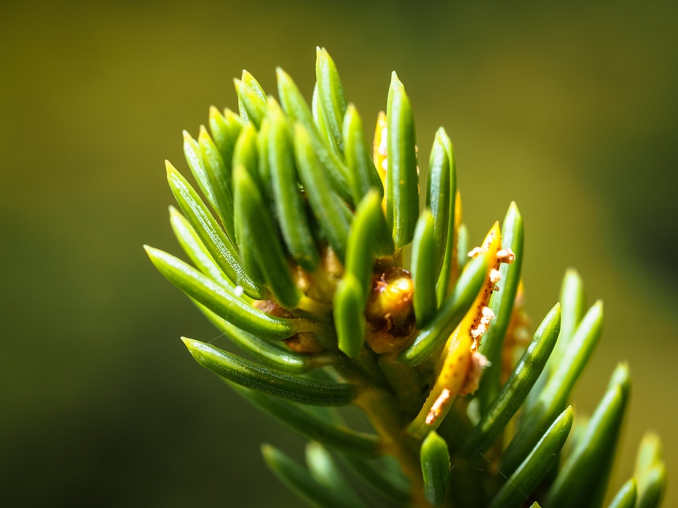 Branch green nature