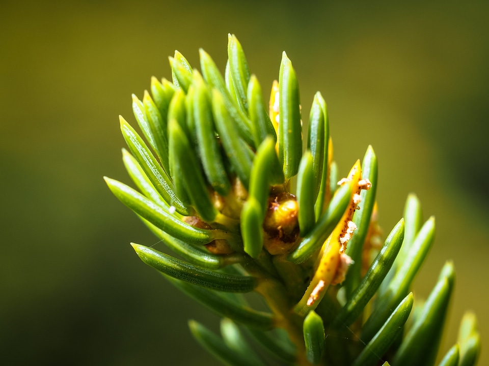 Branch green nature photo