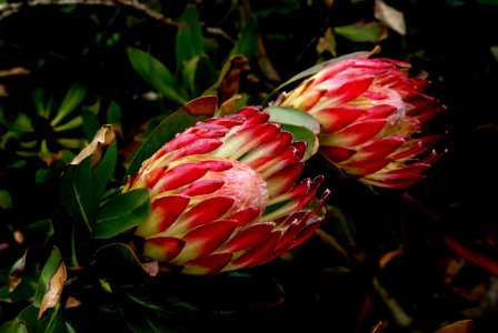 suikerbossie" (sugarbush) Protea .