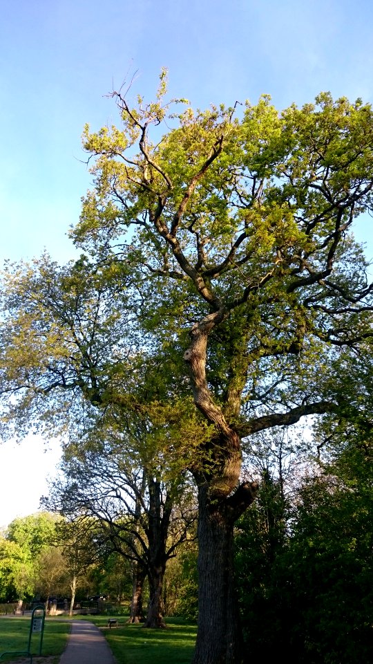 Tree in Roath Park Rec